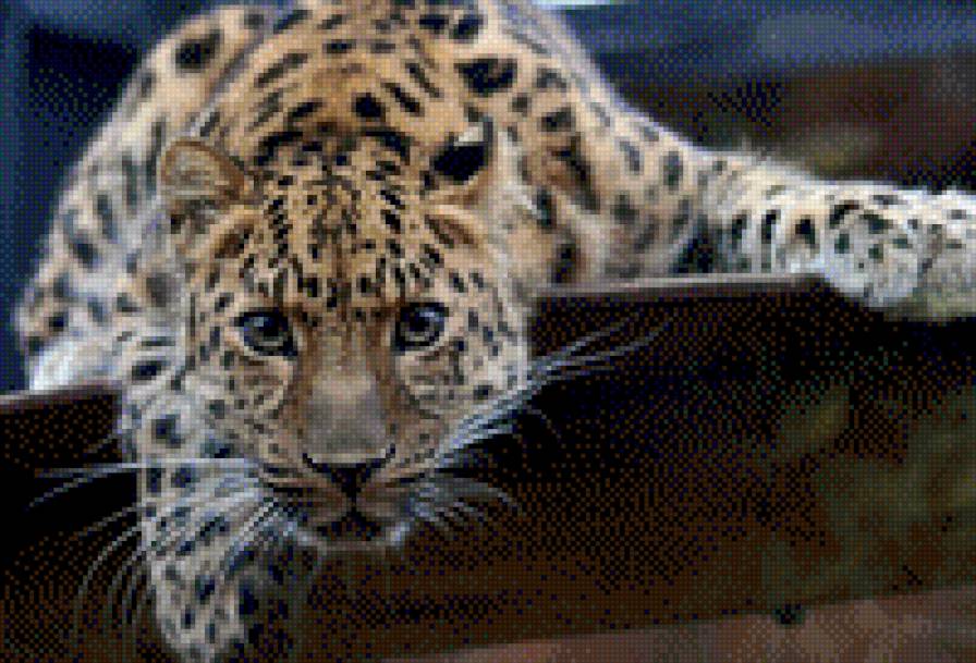 Кошка - кошка - предпросмотр