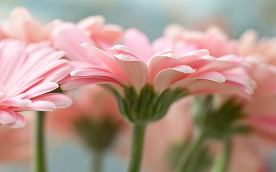 Розовые герберы - оригинал