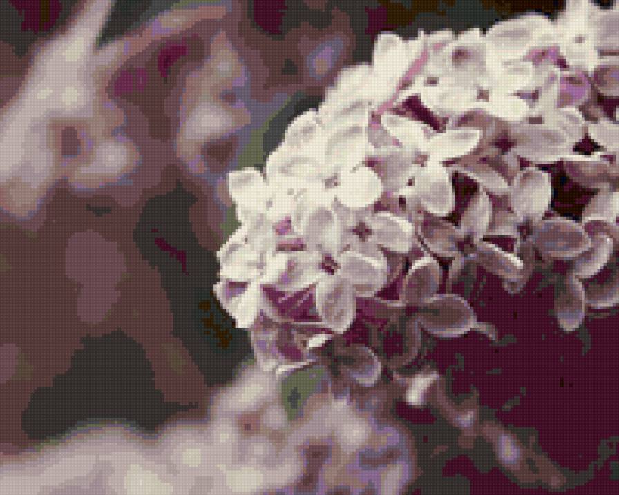 сирень - предпросмотр