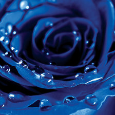 Оригинал схемы вышивки «синяя роза» (№627972)