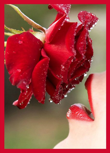 королевы - цветы, роза, люди, девушка, природа - оригинал