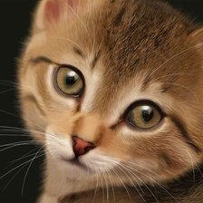 Схема вышивки «рыжуля»