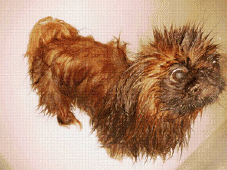 мокрый пекинес Умка - рыжий, пес, мокрый, собака, пекинес - предпросмотр