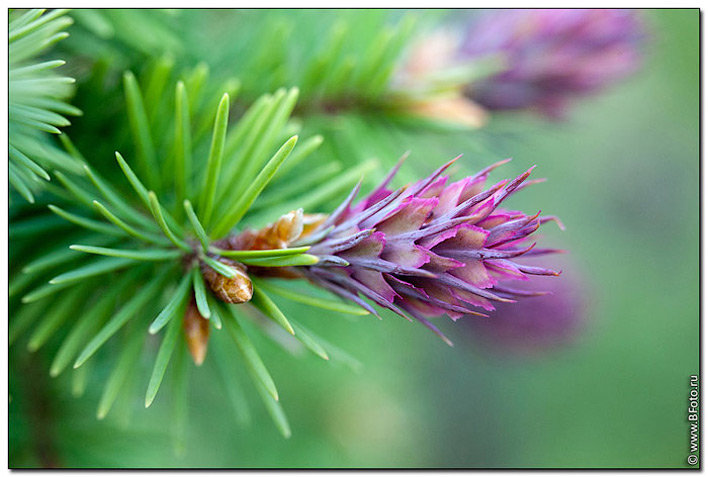 №628179 - оригинал