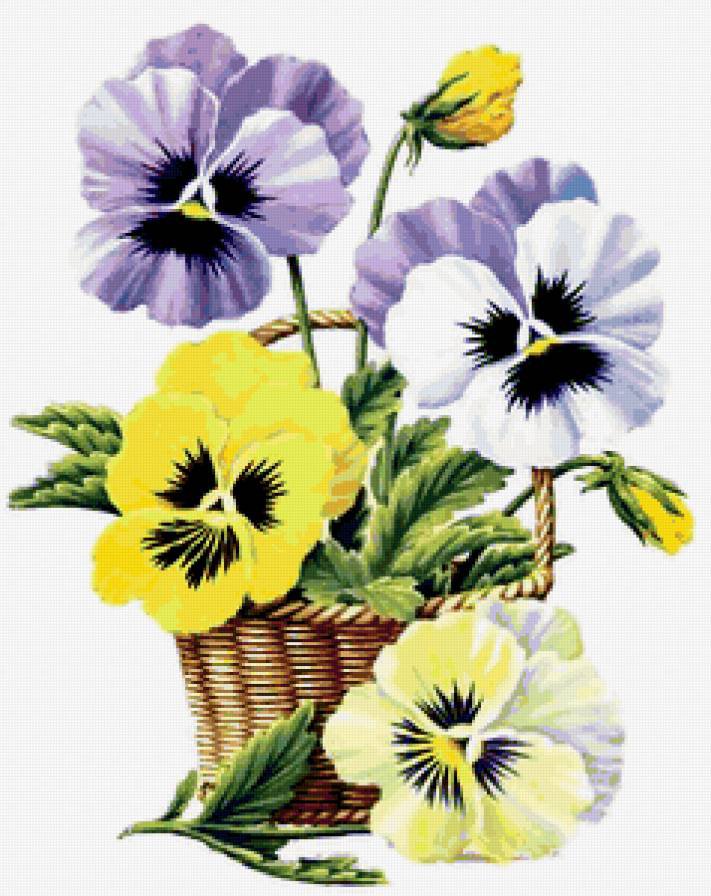 анютыны глазки - цветы, виола, анютыны глазки - оригинал