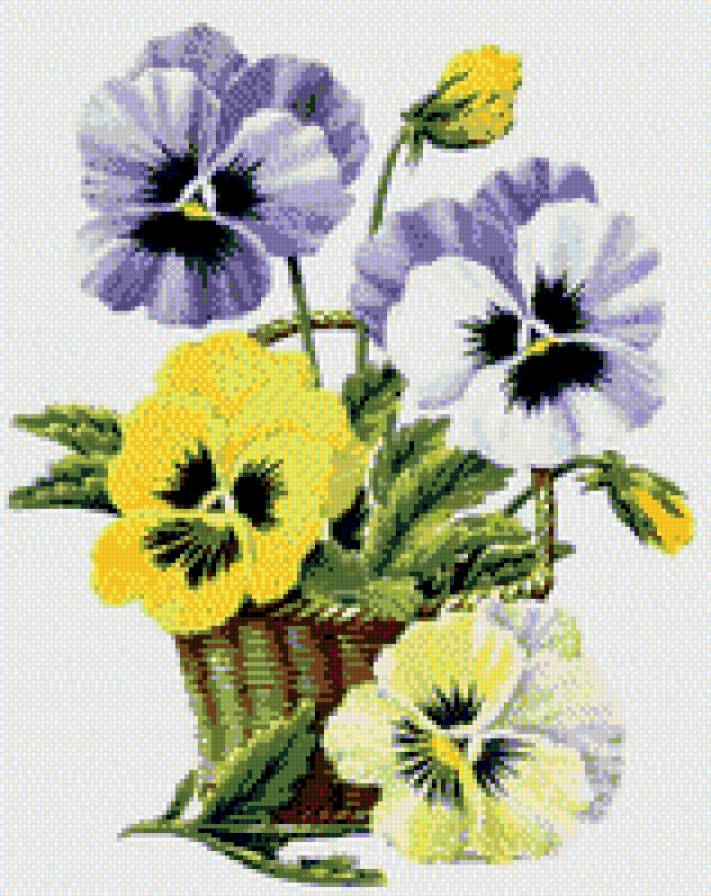 анютыны глазки - цветы, виола, анютыны глазки - предпросмотр