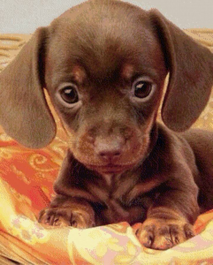 укушууууу - собака, щенок, такса - предпросмотр