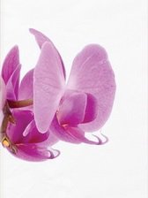 Схема вышивки «триптих3 45»