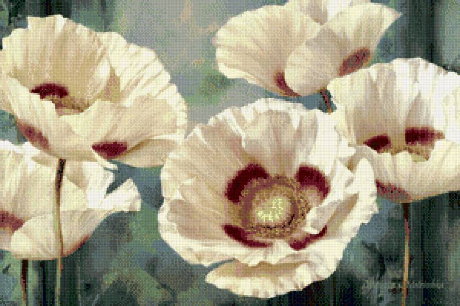 Белые маки - предпросмотр