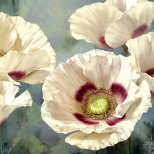 Схема вышивки «Белые маки»