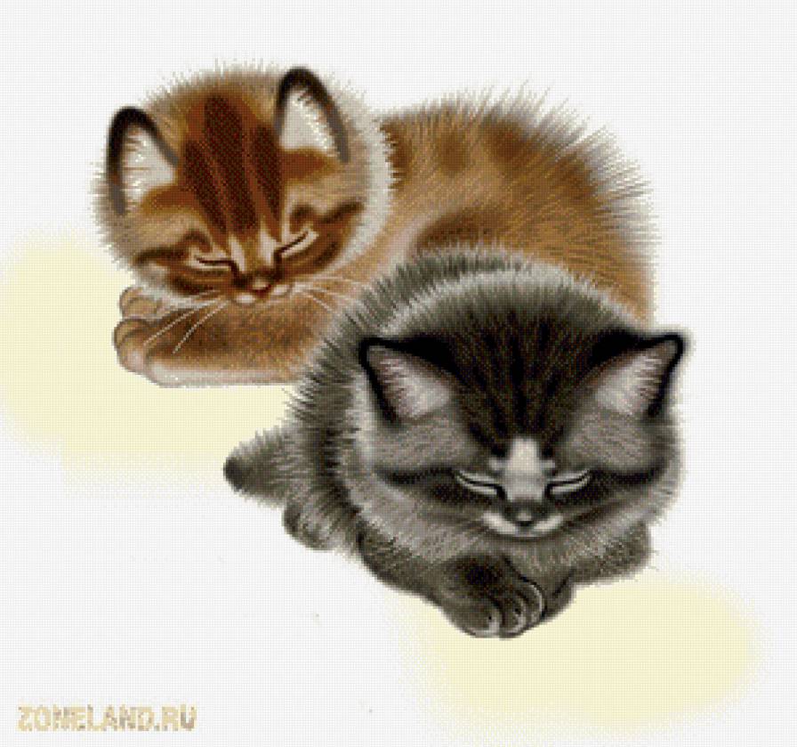 Пара пушистиков - животные, коты - предпросмотр