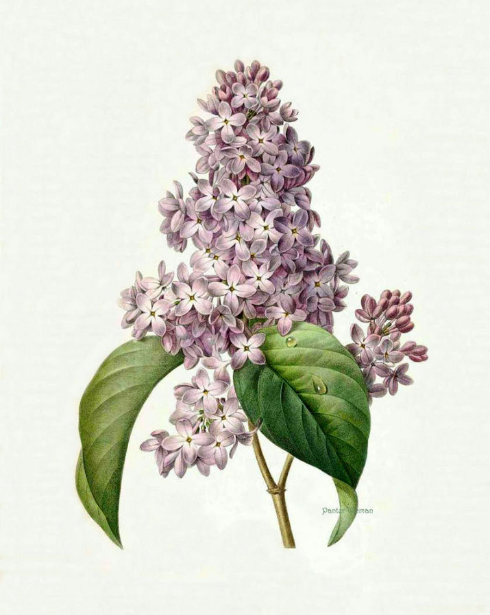 ветка сирени - цветы, весна, сирень - оригинал