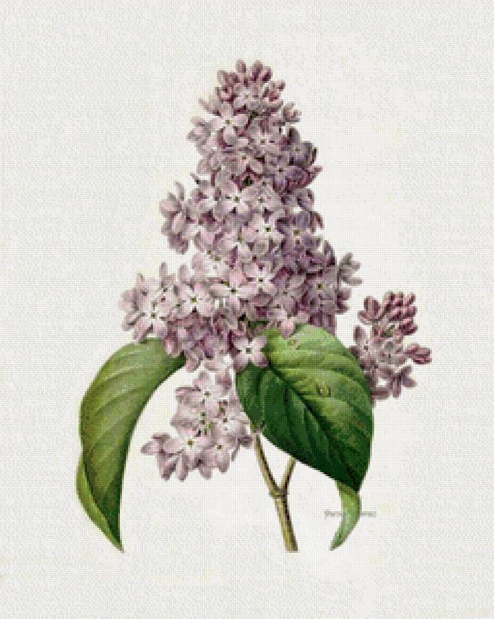 ветка сирени - цветы, весна, сирень - предпросмотр