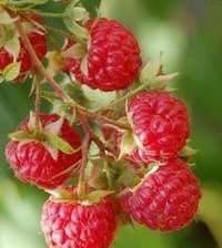 Схема вышивки «№629023»