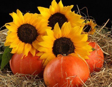 Подсолнух  и Тыква - подсолнух, тыква, цветы - оригинал