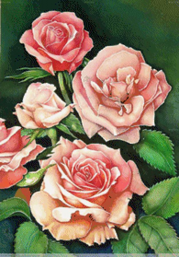 Розы - предпросмотр