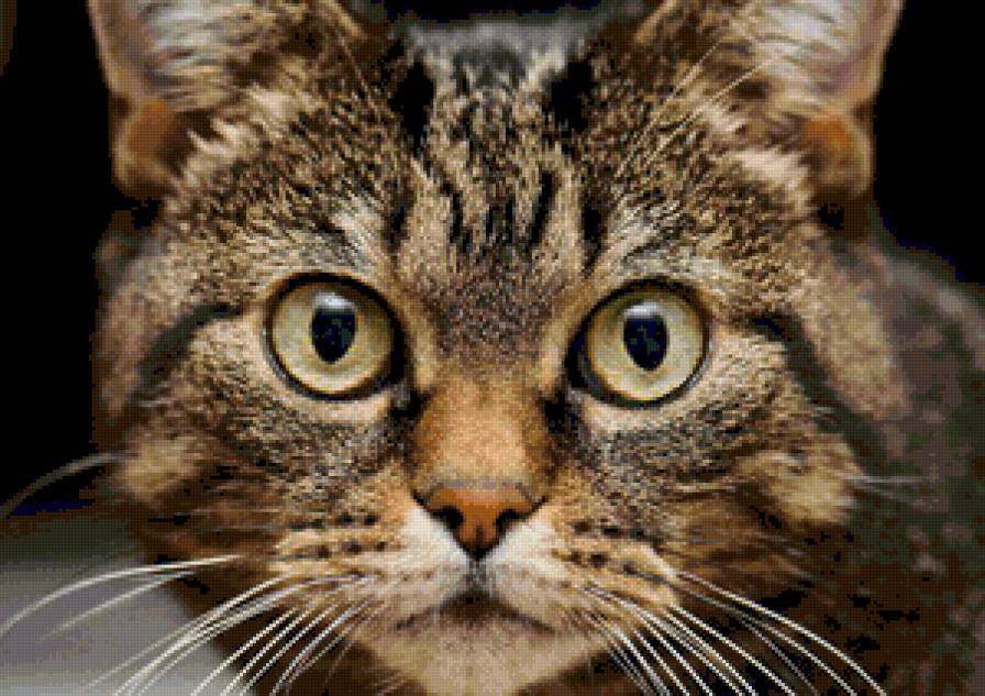 кошечка - картина кошки - предпросмотр