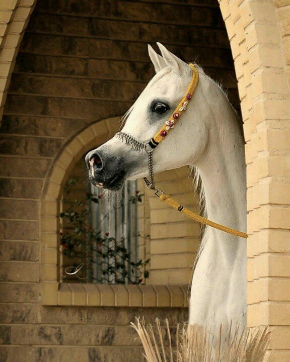 №629269 - животные - оригинал