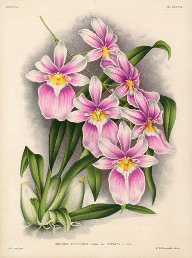 Орхидеи - цветы, восток, натюрморт - оригинал