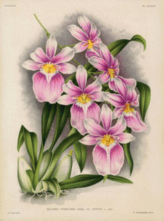 Орхидеи - цветы, восток, натюрморт - предпросмотр