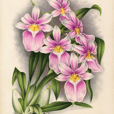 Оригинал схемы вышивки «Орхидеи» (№629286)