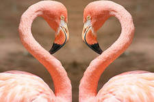 №629317 - оригинал