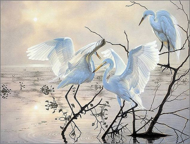 Танец птиц - танец, вода, птицы - оригинал