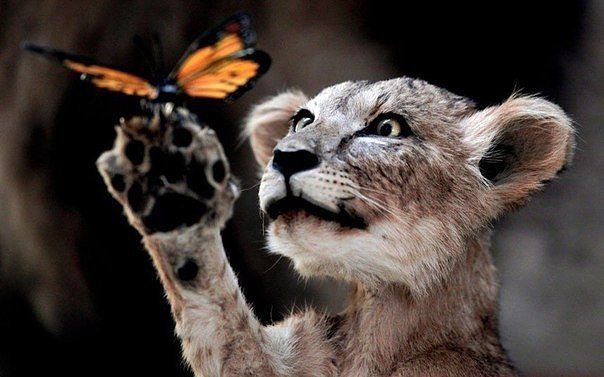 Кошка - кошка - оригинал