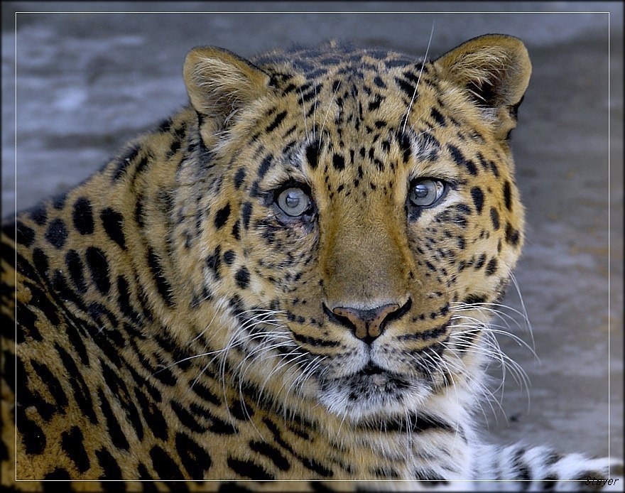 №629690 - оригинал