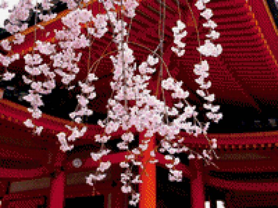 Сакура - сакура - предпросмотр