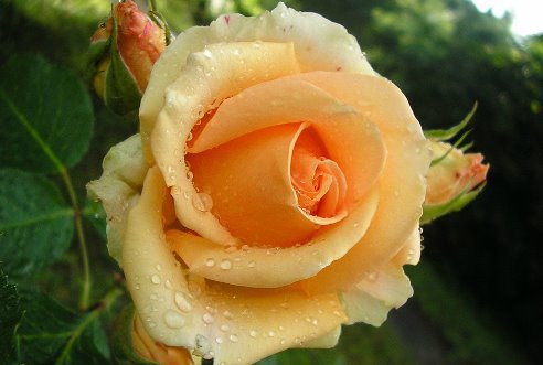 №629707 - оригинал