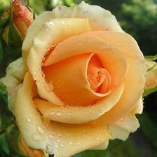 Схема вышивки «№629707»