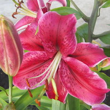 Схема вышивки «№629708»