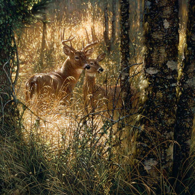 олени в лесу - солнечный свет, прогулка, природа, олени, лес - оригинал