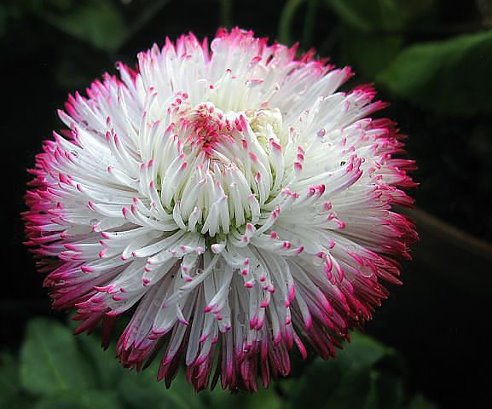 №629886 - оригинал