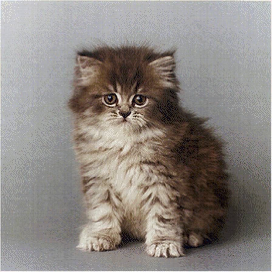 Котенок - коты, животные - предпросмотр