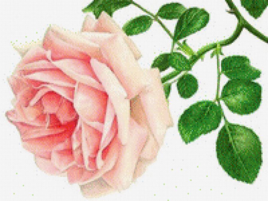 Розовая роза - розовый, роза, цветок - предпросмотр