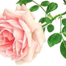 Оригинал схемы вышивки «Розовая роза» (№629929)