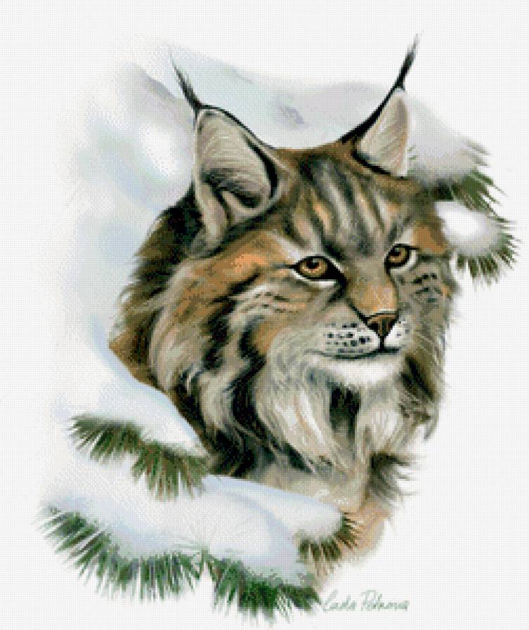 Хищная кошечка - животные, рысь, коты - предпросмотр