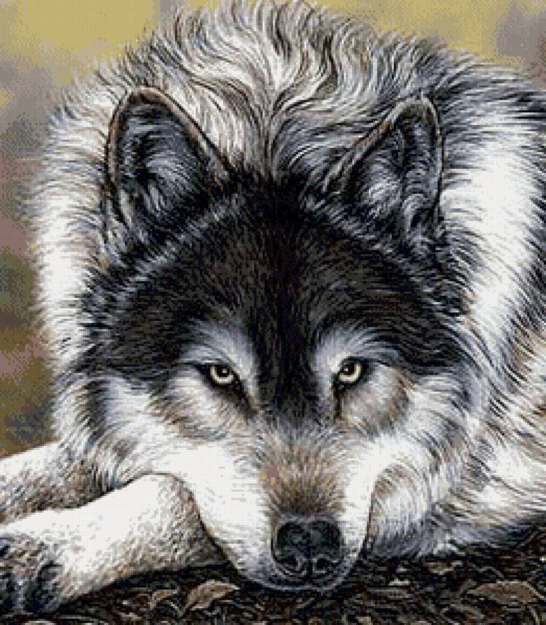 Волк - предпросмотр