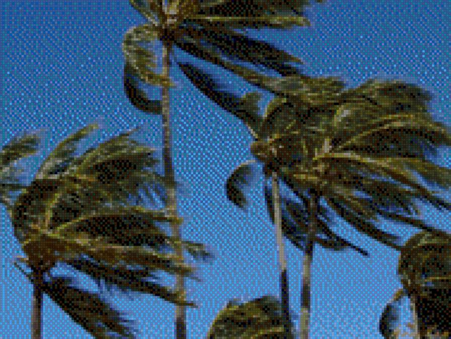 Ветер тропических широт
