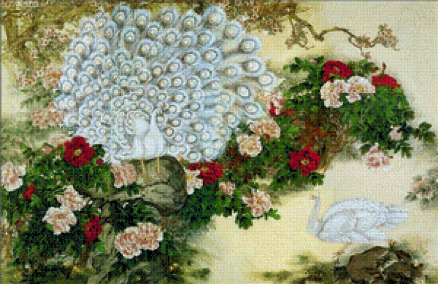 белый павлины - птицы - предпросмотр