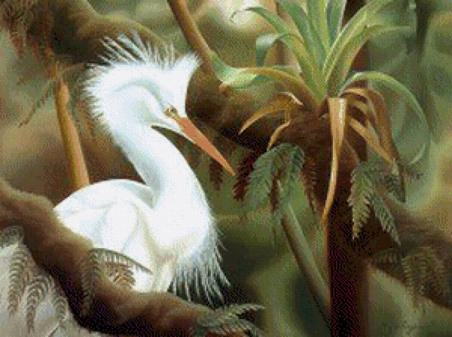 белый марабу - птицы - предпросмотр