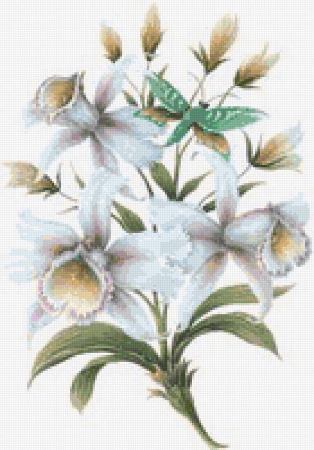 букет орхідей - предпросмотр