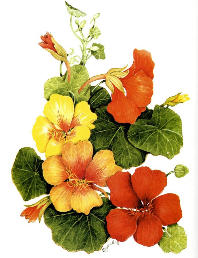 Панно настурция. - оригинал