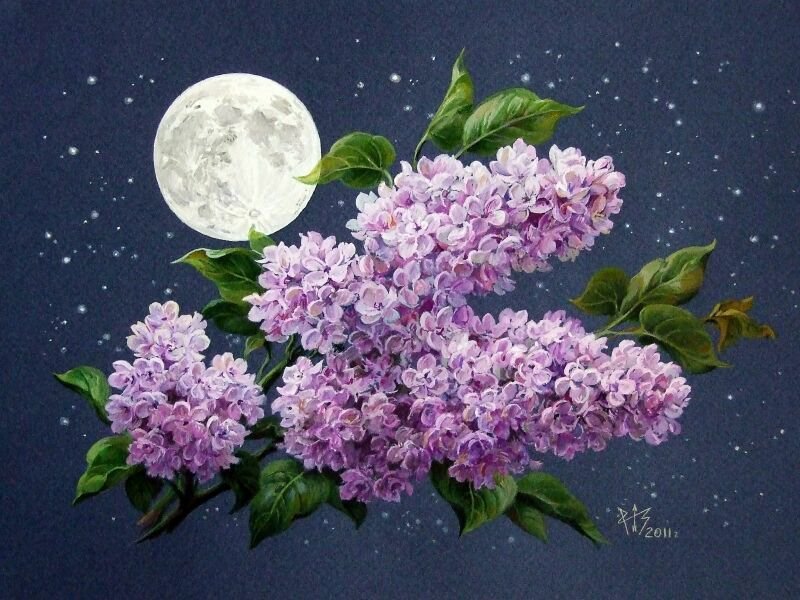 Сирень - цветы, ночь, луна - оригинал
