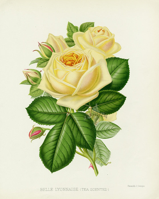 Роза - цветы, натюрморт - оригинал