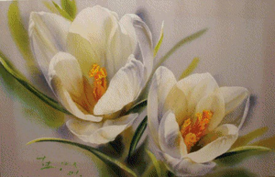 Крокусы - цветы - предпросмотр