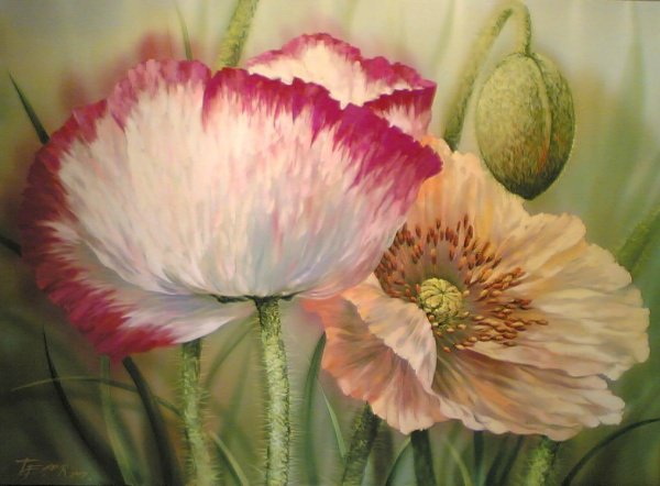 Маки - цветы - оригинал