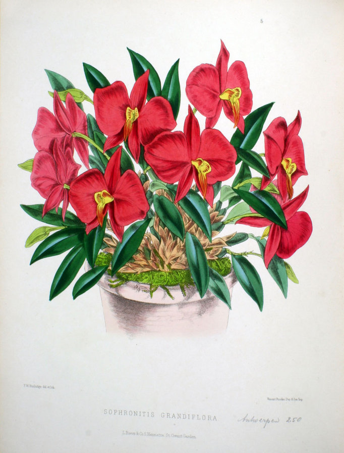 Орхидеи - цветы, натюрморт - оригинал